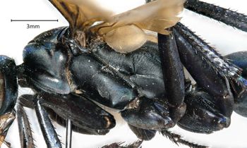 Media type: image;   Entomology 26689 Aspect: thorax lateral